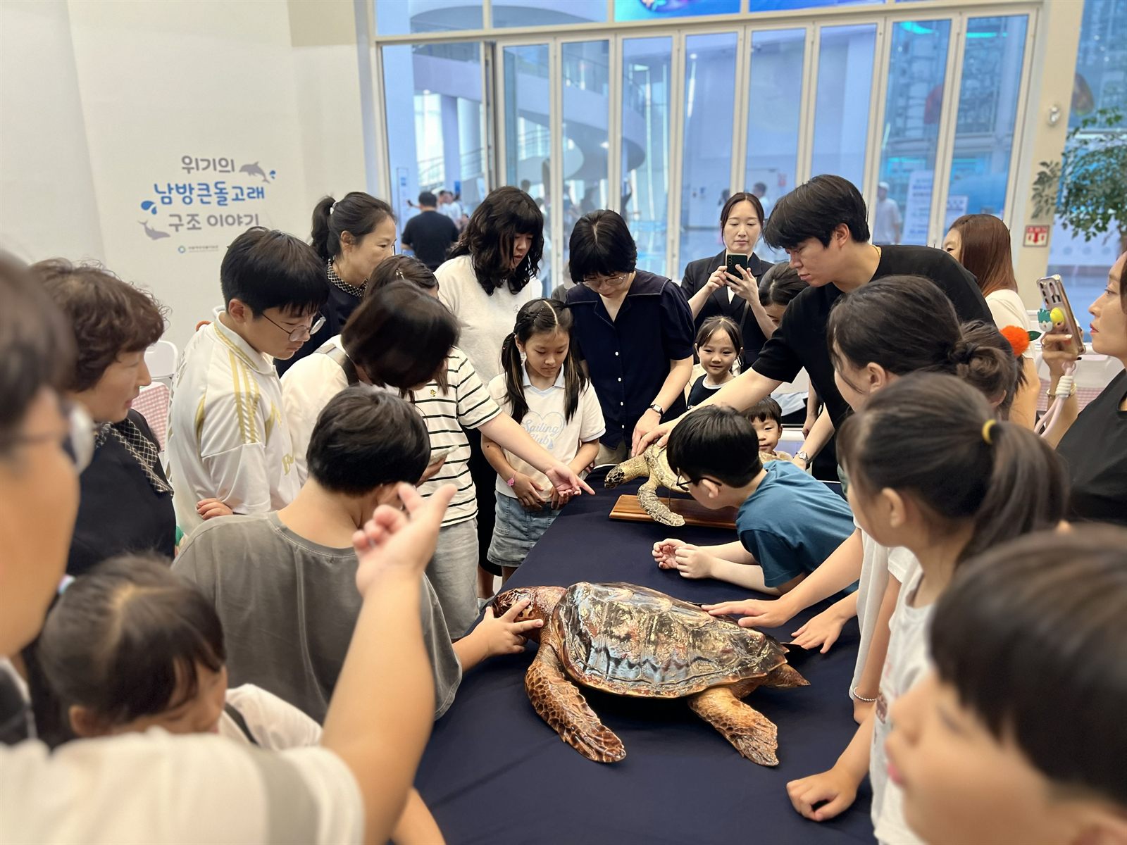 여러 종의 바다거북 박제를 비교하는 참가자들