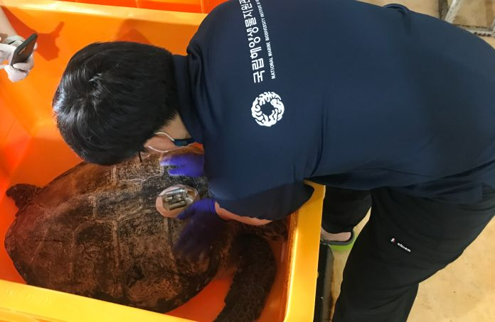 국립해양생물자원관 연구원이 주황색 수조 안 바다거북의 등껍질에 위성추적장치를 부착하는 모습