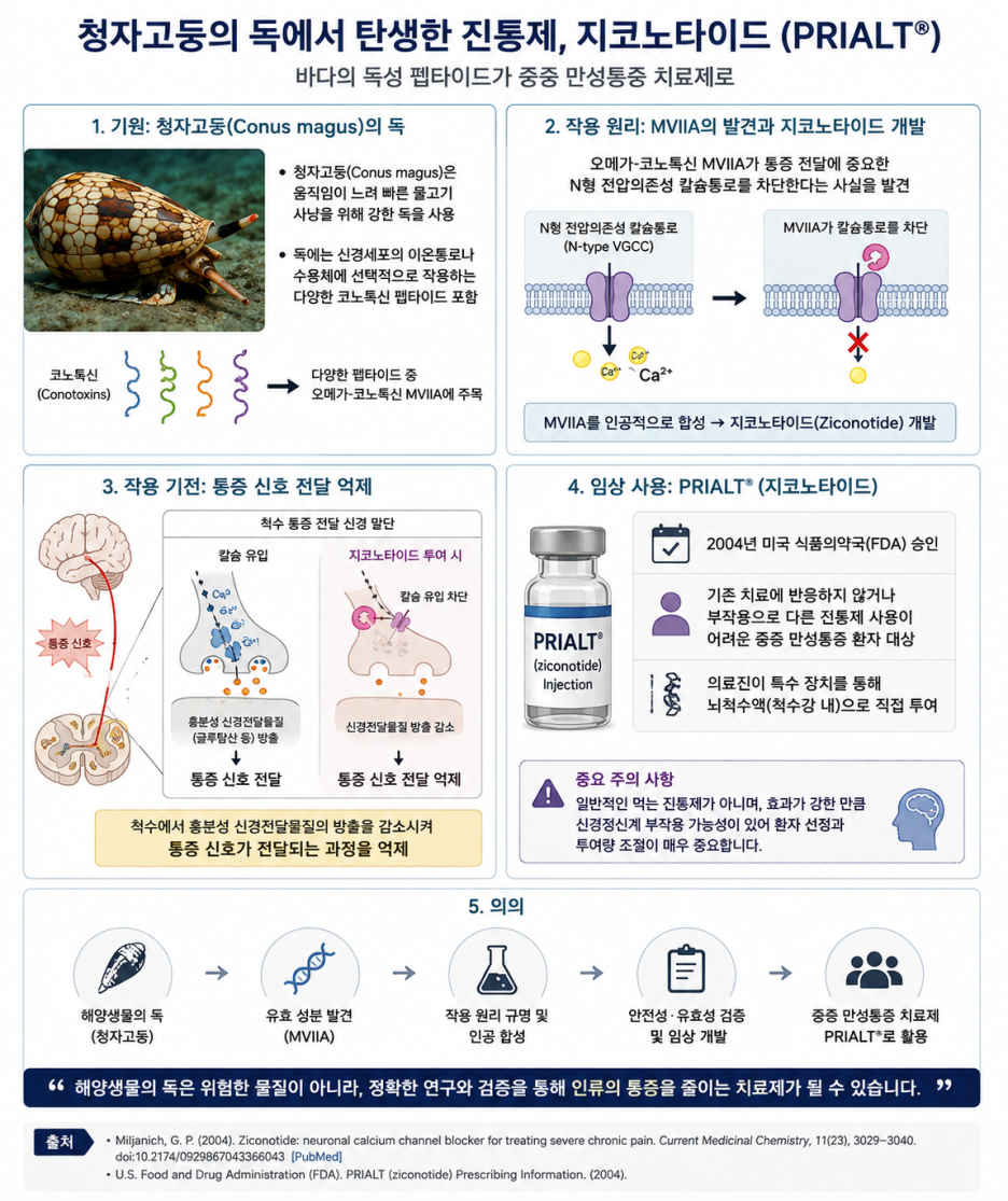 청자고둥의 독에서 탄생한 진통제 지코노타이드(PRIALT)의 기원, 작용 원리, 작용 기전, 임상 사용, 의의를 정리한 인포그래픽